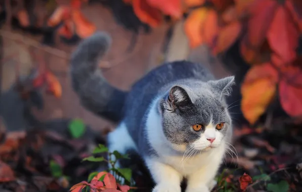 Autumn, cat, cat, look, leaves, nature, pose, grey