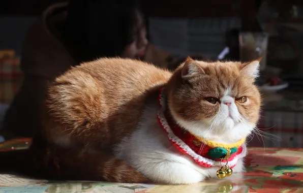 Cat, cat, look, pose, red, face, Persian, extreme