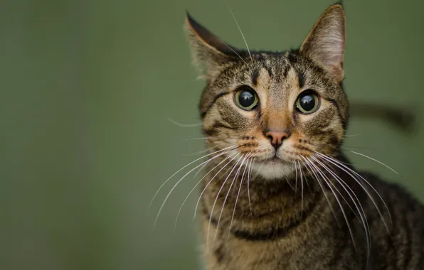 Cat, eyes, cat, look, face, grey, background, portrait