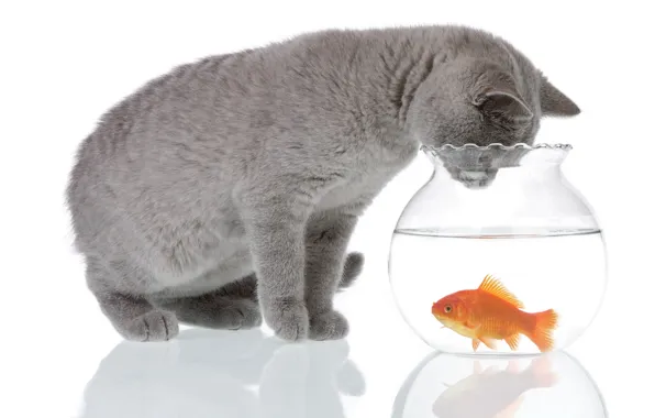 Cat, water, reflection, grey, animal, aquarium, fish, white background