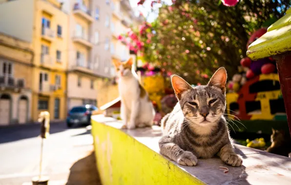 Summer, heat, street, cat