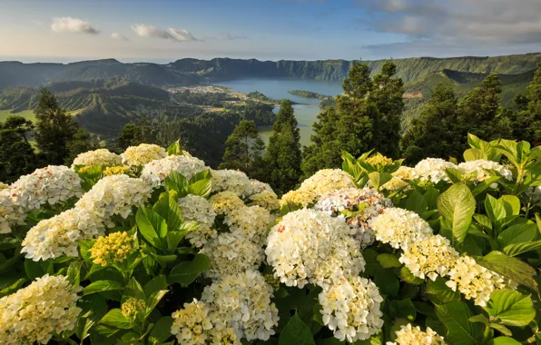 Flowers, mountains, Portugal, Portugal, hydrangeas, Azores, Ponta Delgada, Ponta Delgada
