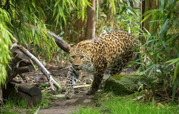 Look, face, leaves, nature, trail, leopard, walk, sneaks