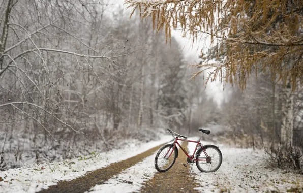 Picture autumn, forest, snow, bike