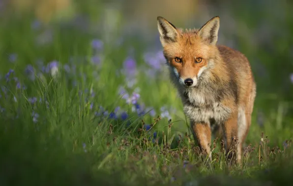 Picture grass, look, face, flowers, portrait, Fox