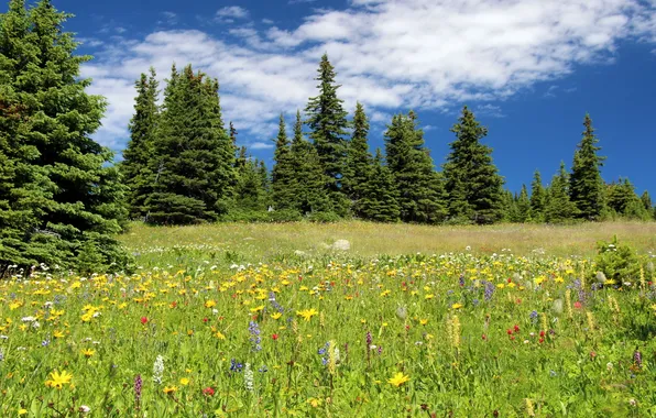 Picture forest, the sky, grass, clouds, trees, landscape, flowers, nature