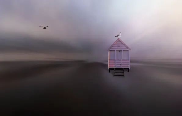 Background, bird, house