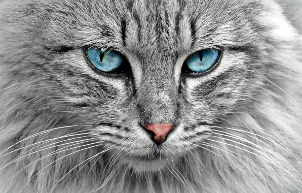 Picture close-up, beauty, pussy, close-up, meow, meow, blue eyes, grey cat