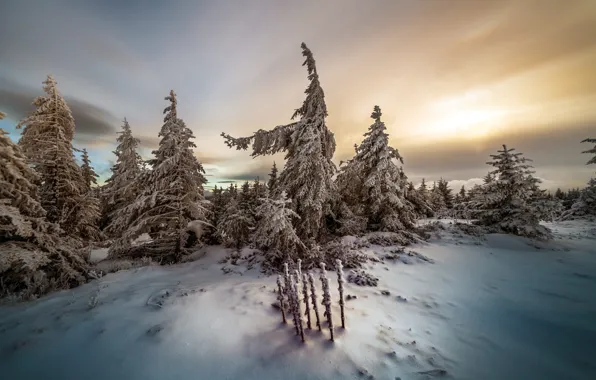 Picture winter, snow, trees, landscape, nature, morning, ate, tree