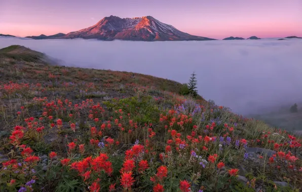 Clouds, landscape, flowers, mountains, USA, Washington