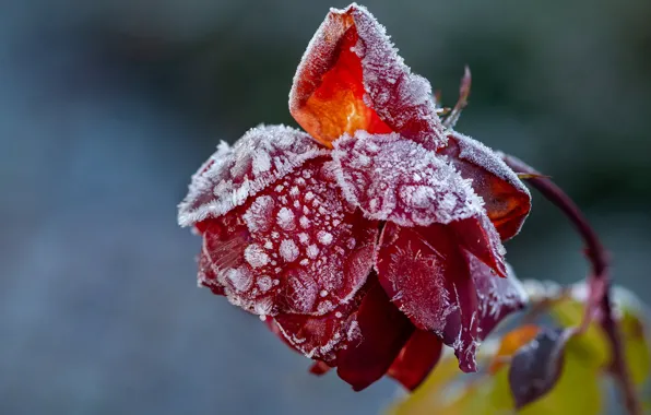 Frost, flowers, roses, frozen