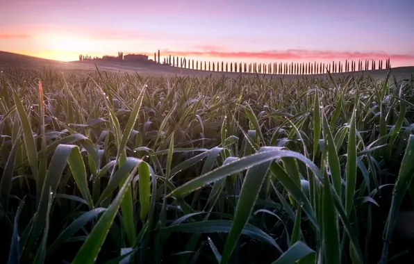 Picture field, grass, sunset, Tuscany