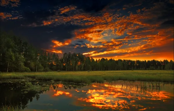 Picture forest, summer, sunset, nature, the evening