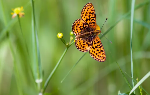 Macro, wings, Butterfly, beautiful, flowers, closeup