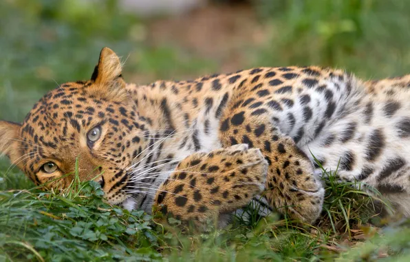 Picture cat, grass, stay, leopard, Amur