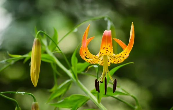 Summer, nature, tiger lily