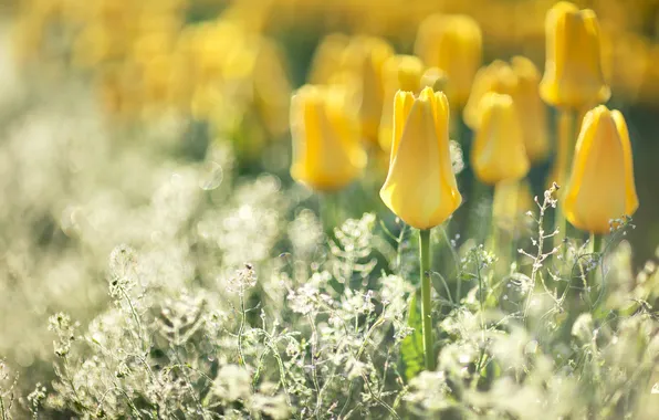 Flowers, yellow, glare, blur, tulips