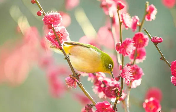Flowers, branches, nature, pose, green, background, bird, spring