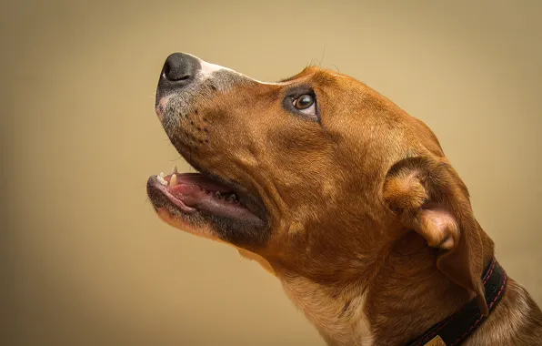 Dog, dog, looking, looking up, looking up, looking, brown dog, brown dog