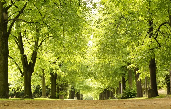 Green, park, spring, alley