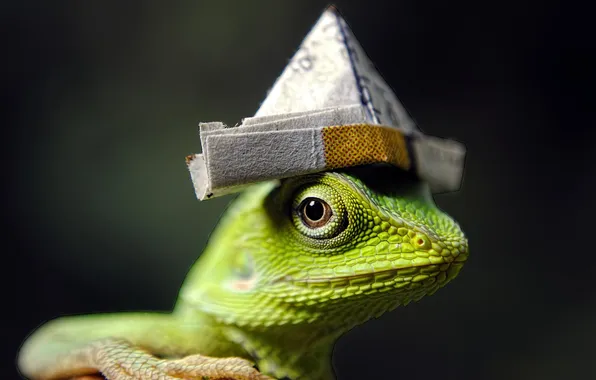 Look, the dark background, portrait, lizard, green, pussy, reptile, headdress