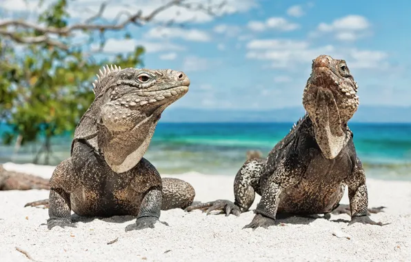 Picture animals, beach, Iguana, lizard, Cuba, Iguana
