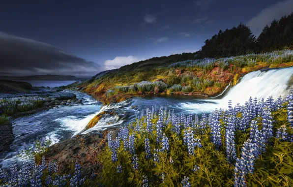 Flowers, waterfall, cascade, Iceland, lupins