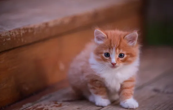 Picture cat, look, pose, kitty, background, Board, fluffy, red