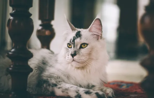 Picture cat, white, cat, look, face, background, room, furniture