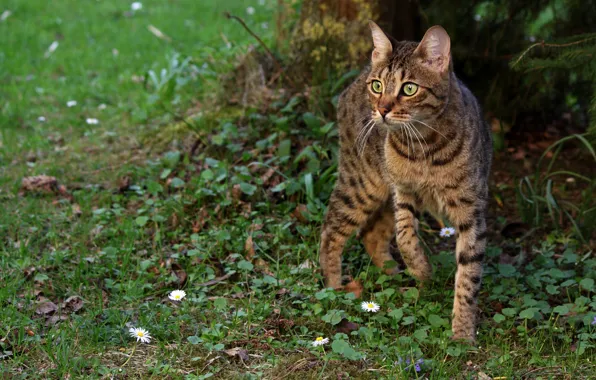 Picture greens, cat, summer, grass, cat, look, face, flowers