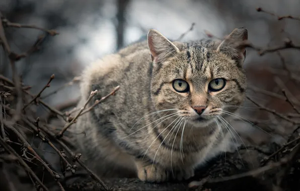 Cat, look, branches, grey, muzzle, bokeh