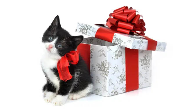 Kitty, toys, gifts