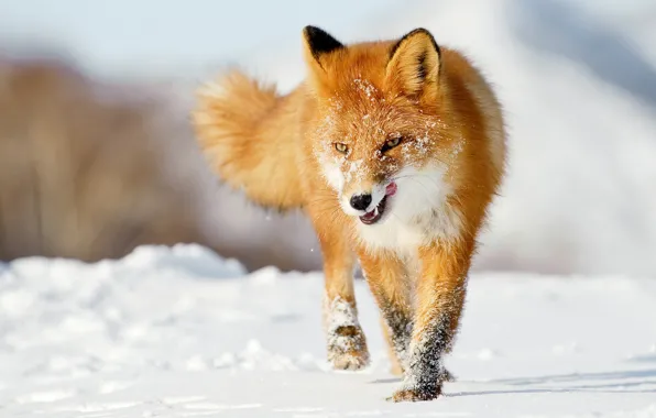 Picture winter, language, snow, Fox, red, Fox