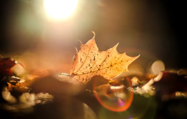 Autumn, leaves, the sun, macro, glare, background, widescreen, Wallpaper