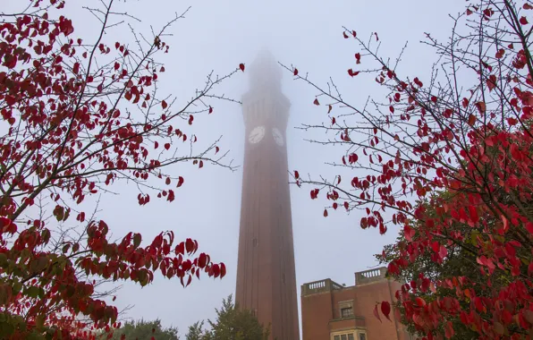 Autumn, the sky, leaves, fog, house, tower, branch