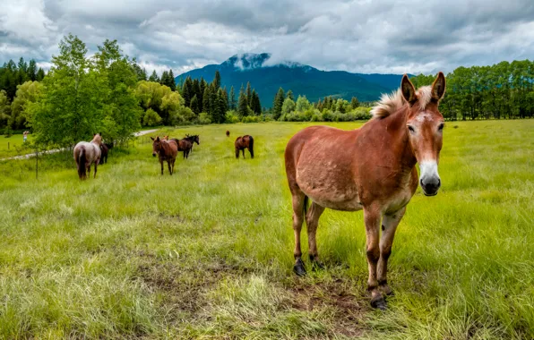 Field, forest, grass, trees, landscape, mountains, horse, pasture