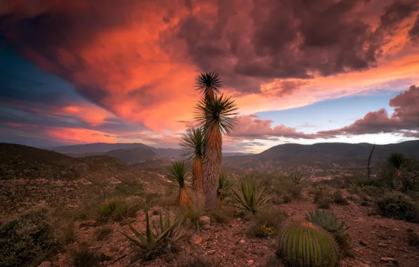 Picture clouds, nature, palm trees, rocks, cacti