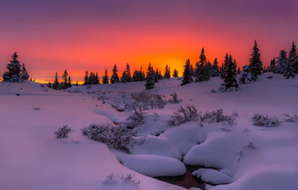 Winter, snow, trees, sunset, nature, the evening