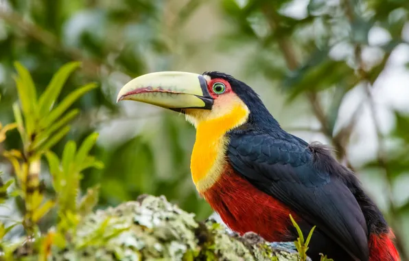 Leaves, bird, Toucan, bokeh, bright plumage