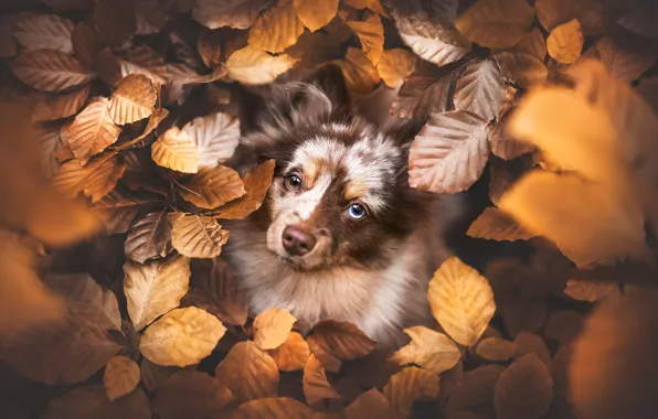 Autumn, look, leaves, branches, foliage, portrait, dog, puppy