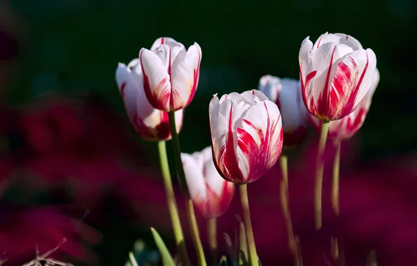Picture the dark background, tulips, buds, striped, bokeh, two-tone, pink and white