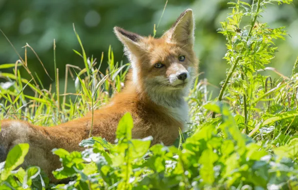 Grass, red, Fox