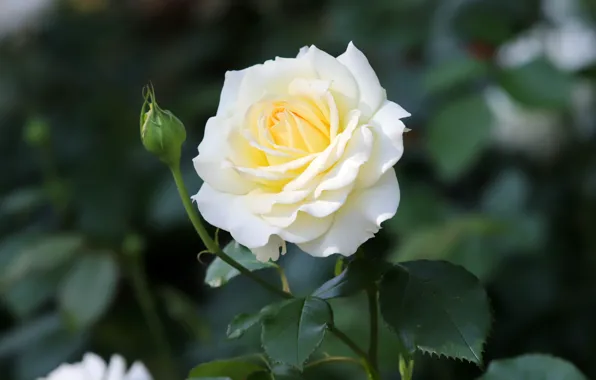 Flower, leaves, background, dark, rose, garden, Bud, white