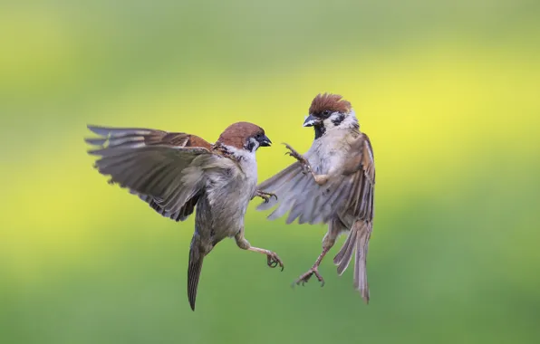 Natalia, sparrows, sparrows