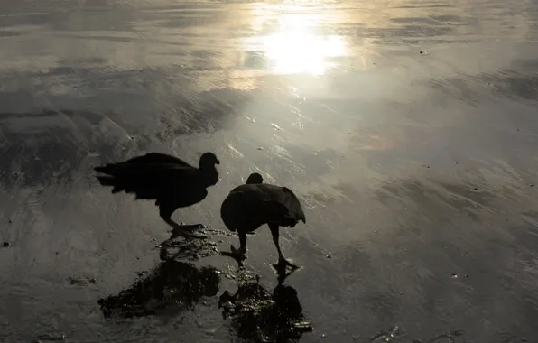 Birds, nature, Blik, American black catart