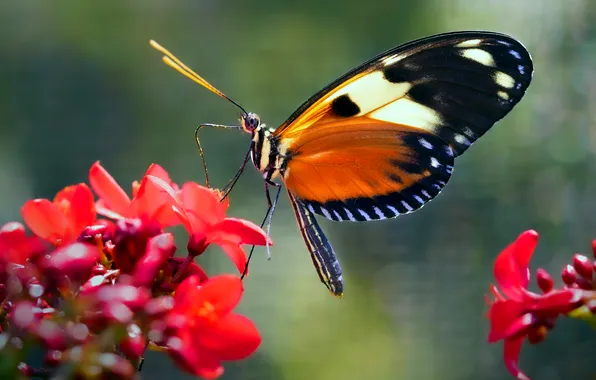 Macro, wings, Butterfly, beautiful, flowers, closeup