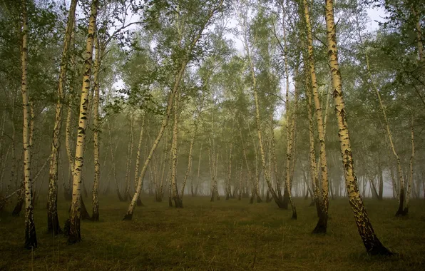 Picture fog, birch, grove