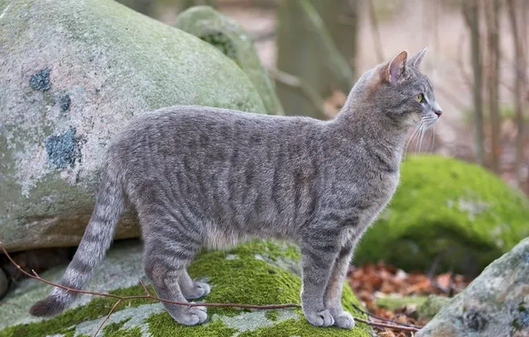 Cat, cat, stones, moss, grey, is