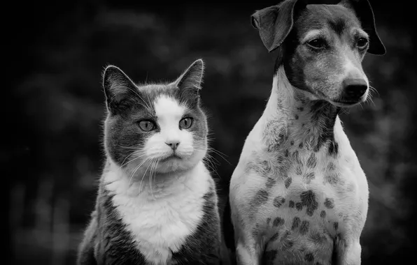 Picture cat, look, dog, friends