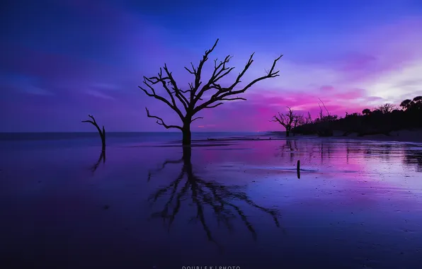 Sea, beach, trees, the evening, morning, silhouette